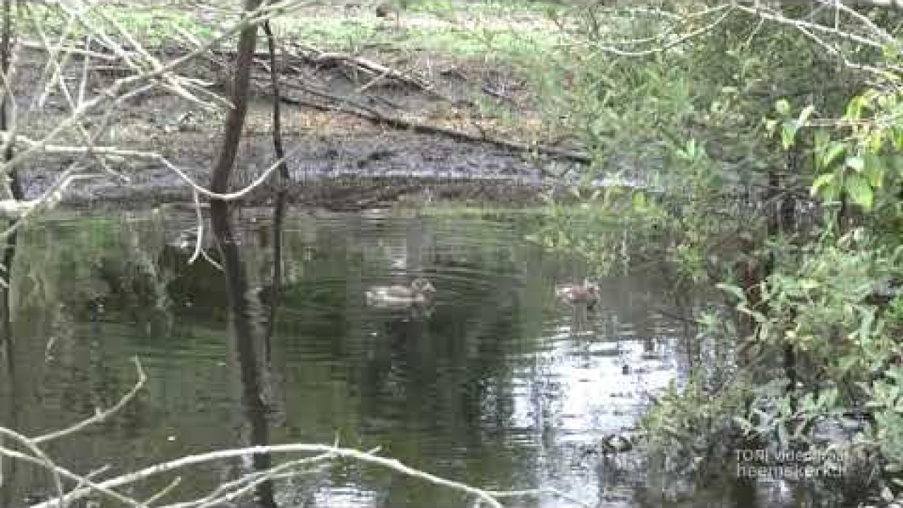 2024 09 27 water met reiger