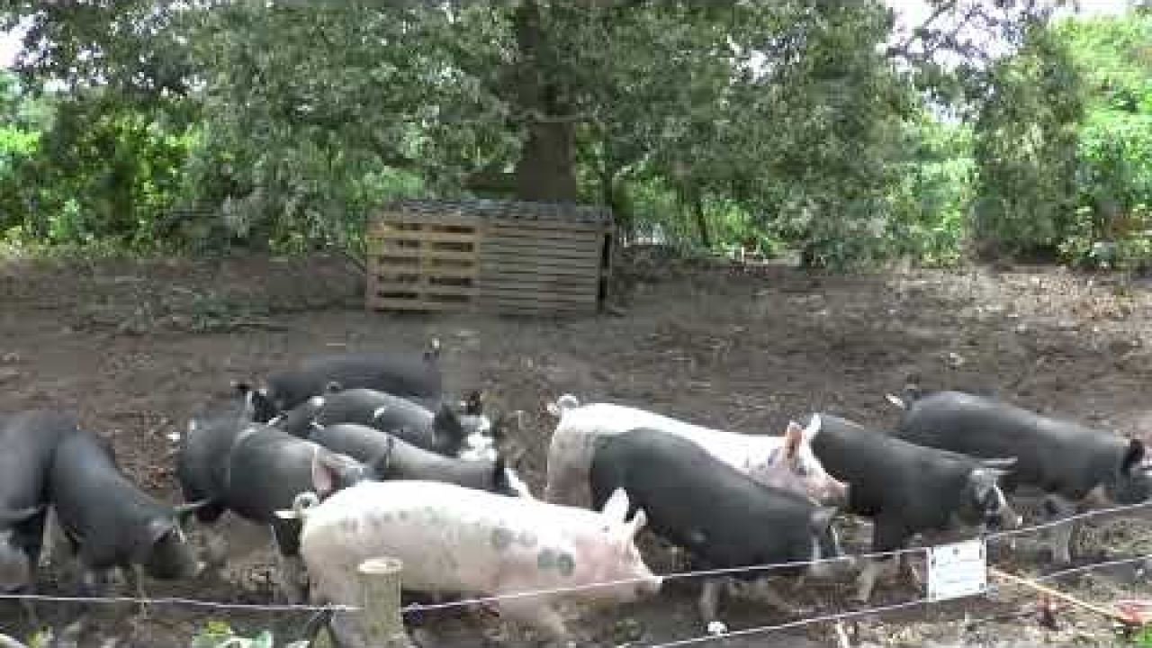 varkens in tuindersgebied